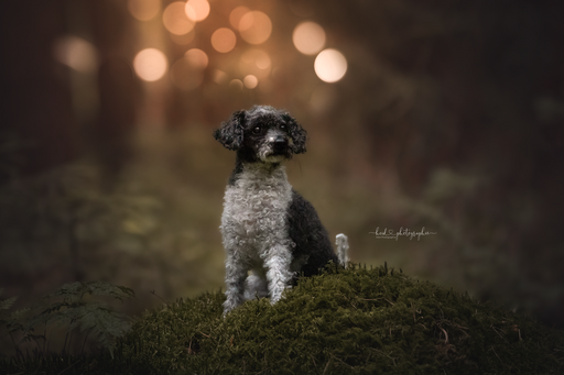 Heid Photographie | Hundefotografie | Modefotograf auf alleFotografen
