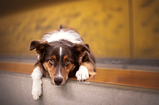 Heid Photographie | Hundefotografie | Babyfotograf auf alleFotografen