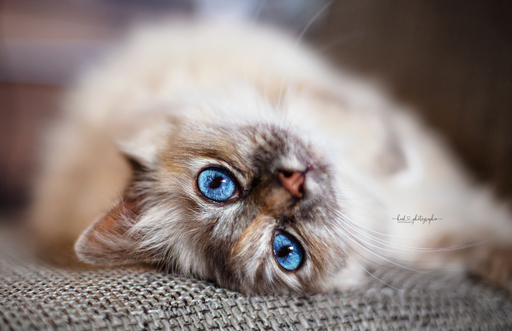 Heid Photographie | Katzenfotografie | Portraitfotograf auf alleFotografen