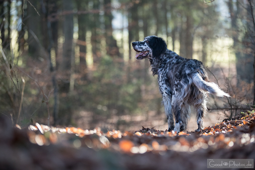 Erik Thomas | Hunde | Landschaftsfotograf auf alleFotografen