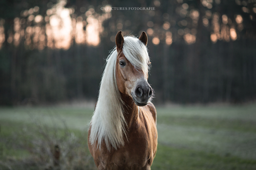 CS Pictures Fotografie | Pferdefotografie | Portraitfotograf auf alleFotografen