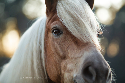 CS Pictures Fotografie | Pferdefotografie | Tierfotograf auf alleFotografen