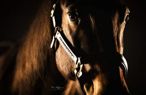 NinaHüffmannFotografie | Studiofotografie Pferde | Tierfotograf auf alleFotografen