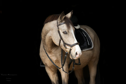 Cara Krenzer Fotografie  | Pferde  | Portraitfotograf auf alleFotografen