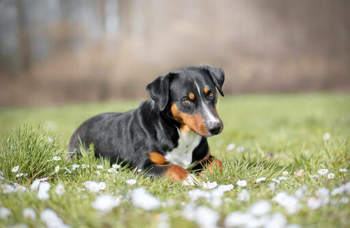 Cara Krenzer Fotografie  | Hunde  | Portraitfotograf auf alleFotografen
