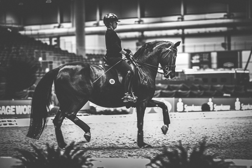 Stefana-picture | Turniersport | Pferdefotograf auf alleFotografen