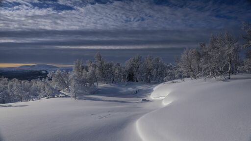 MRU-Photographie | Winter | Tierfotograf auf alleFotografen