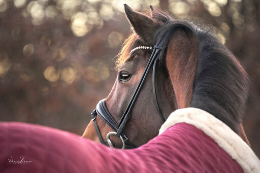 Valerie Jenner Fotografie | Pferdefotografie | Werbefotograf auf alleFotografen