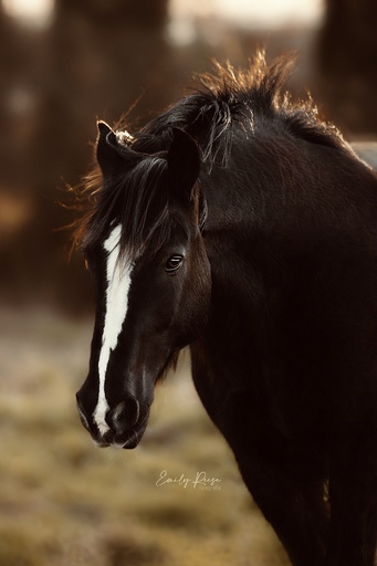 Emily Reese Fotografie | Pferde | Tierfotograf auf alleFotografen