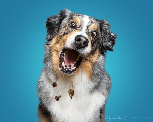 Gefühlsfokus | Indoorshooting | Hundefotograf auf alleFotografen