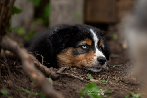 Katja Budnikov Photography | Wurfbegleitung | Hundefotograf auf alleFotografen