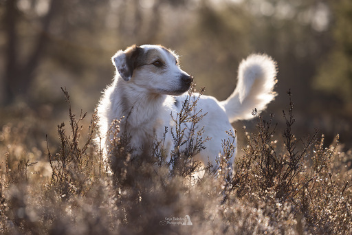 Katja Budnikov Photography | Natur-Shootings | Hundefotograf auf alleFotografen