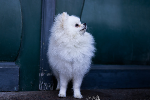 Katja Budnikov Photography | Stadt-Shootings | Hundefotograf auf alleFotografen