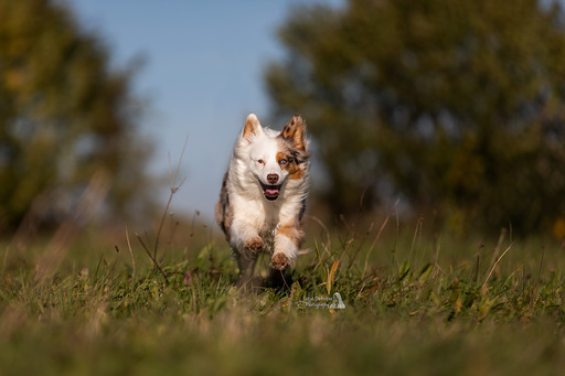 Katja Budnikov Photography | Action-Shootings | Hundefotograf auf alleFotografen