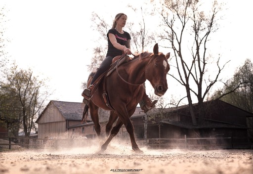 ALLTAGSCHARMANT  | Pferde  | Portraitfotograf auf alleFotografen