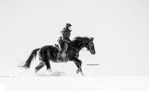 ALLTAGSCHARMANT  | Pferde  | Portraitfotograf auf alleFotografen