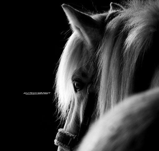 ALLTAGSCHARMANT  | Pferde  | Sportfotograf auf alleFotografen