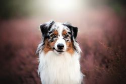 Emily Reese Fotografie | Hunde | Tierfotograf auf alleFotografen