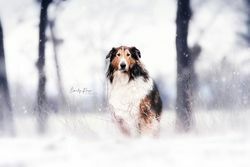 Emily Reese Fotografie | Hunde | Hundefotograf auf alleFotografen