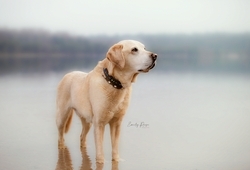 Emily Reese Fotografie | Hunde | Hundefotograf auf alleFotografen