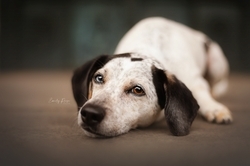 Emily Reese Fotografie | Hunde | Pferdefotograf auf alleFotografen