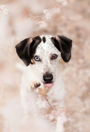 Emily Reese Fotografie | Hunde | Tierfotograf auf alleFotografen