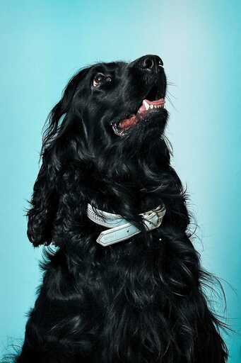 az.foto | Hunde | Portraitfotograf auf alleFotografen