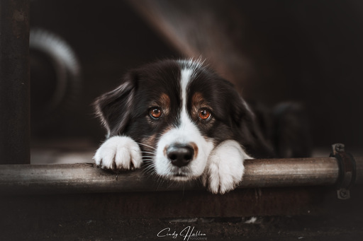 Cindy Hüllen Fotografie | Tierfotografie | Hundefotograf auf alleFotografen