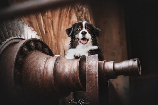 Cindy Hüllen Fotografie | Tierfotografie | Hundefotograf auf alleFotografen