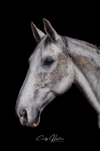 Cindy Hüllen Fotografie | Tierfotografie | Pferdefotograf auf alleFotografen