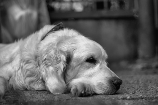 kerlcraftphoto | Hunde | Landschaftsfotograf auf alleFotografen