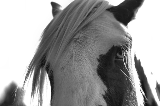 kerlcraftphoto | Pferde | Hundefotograf auf alleFotografen