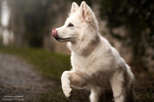 Fellliebe Fotografie | Hunde | Tierfotograf auf alleFotografen