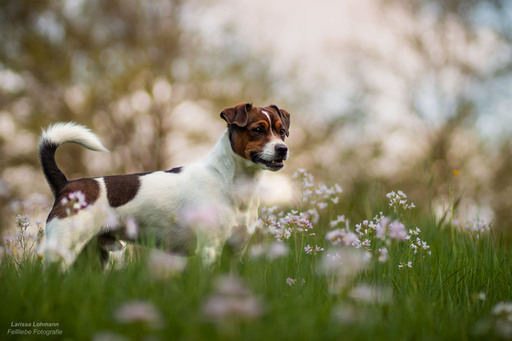 Fellliebe Fotografie | Hunde | Hundefotograf auf alleFotografen