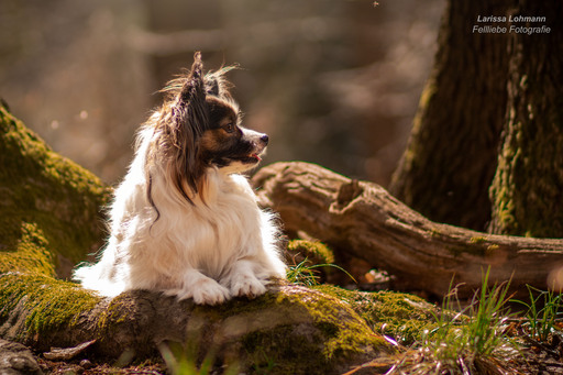 Fellliebe Fotografie | Hunde | Sportfotograf auf alleFotografen