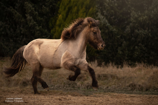 Fellliebe Fotografie | Pferde | Hundefotograf auf alleFotografen