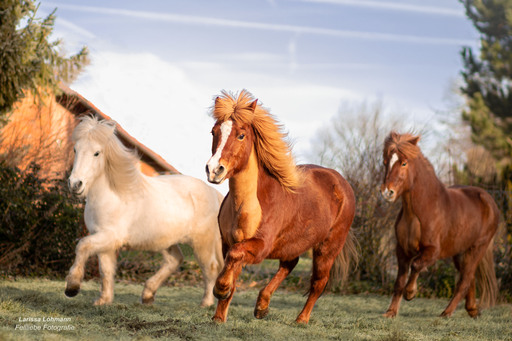 Fellliebe Fotografie | Pferde | Sportfotograf auf alleFotografen
