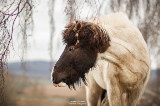 Fellliebe Fotografie | Pferde | Pferdefotograf auf alleFotografen
