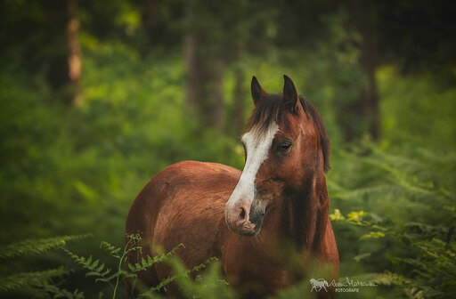 Darleen Matzanke Fotografie | Pferde | Sportfotograf auf alleFotografen