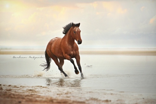 Darleen Matzanke Fotografie | Pferde | Landschaftsfotograf auf alleFotografen