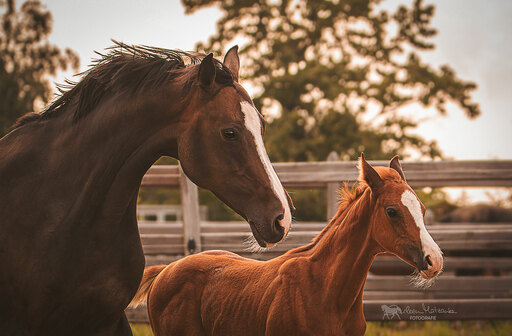 Darleen Matzanke Fotografie | Pferde | Werbefotograf auf alleFotografen