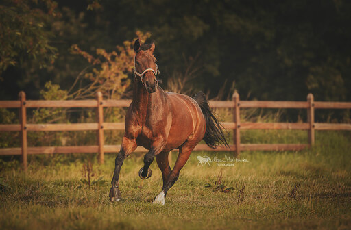 Darleen Matzanke Fotografie | Pferde | Tierfotograf auf alleFotografen