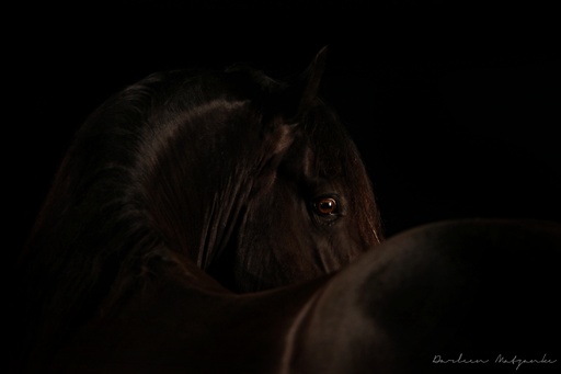 Darleen Matzanke Fotografie | Beautiful in Black | Werbefotograf auf alleFotografen