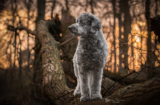 Darleen Matzanke Fotografie | Hunde | Landschaftsfotograf auf alleFotografen