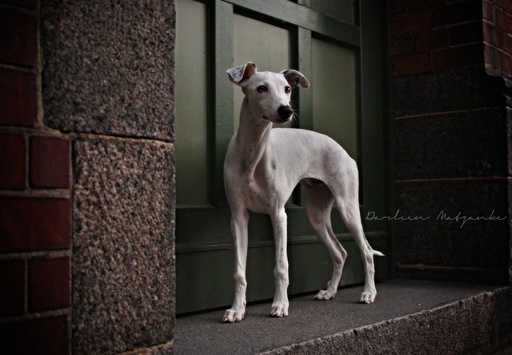 Darleen Matzanke Fotografie | Hunde | Hundefotograf auf alleFotografen