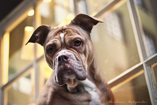 Darleen Matzanke Fotografie | Hunde | Portraitfotograf auf alleFotografen