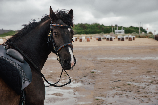 kerlcraftphoto | Pferde | Kinderfotograf auf alleFotografen