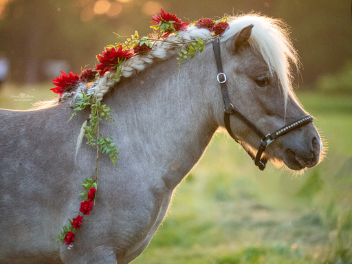 Lauraberini.fotografie | Pferde  | Pferdefotograf auf alleFotografen