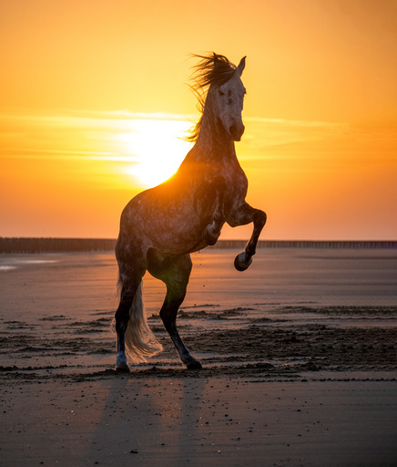 Lauraberini.fotografie | Pferde  | Tierfotograf auf alleFotografen