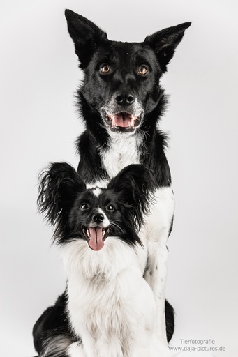 Tierfotografie daja-pictures | Hundefotografie | Portraitfotograf auf alleFotografen